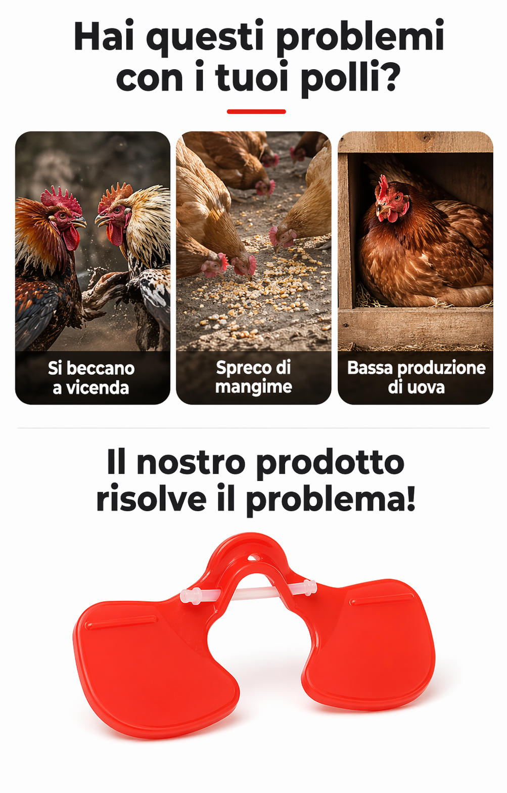 Occhiali anti-beccaggio per galline – Previene i combattimenti e riduce le perdite in modo efficace