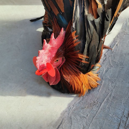 Occhiali anti-beccaggio per galline – Previene i combattimenti e riduce le perdite in modo efficace