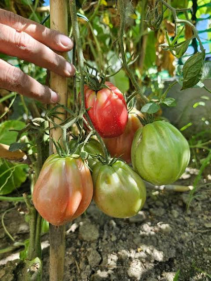 70% OFF | SACCHETTI A RETE RIUTILIZZABILI PER PROTEGGERE FRUTTA E VERDURA